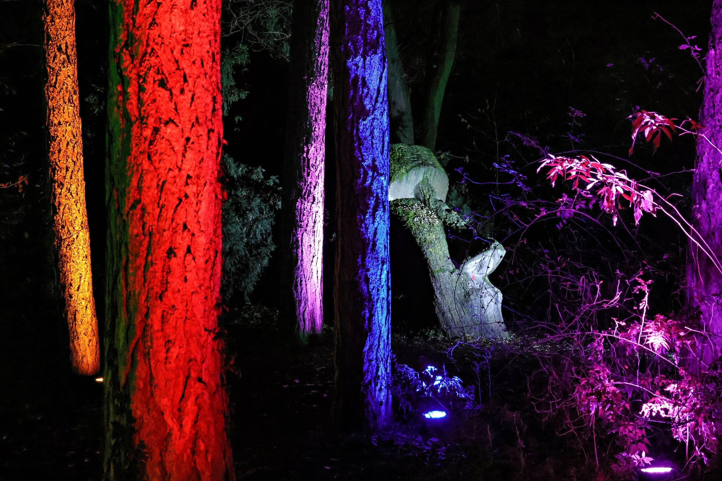 Coloured light washes the tree trunks and ferns along a path through the Palmengarten in Frankfurt.
