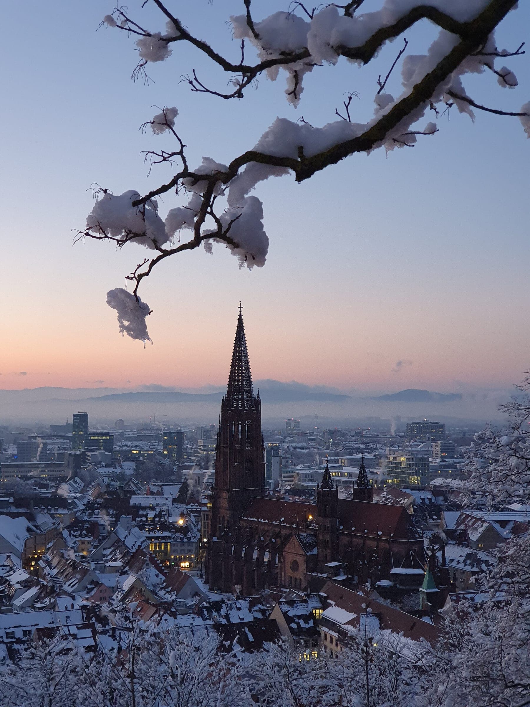 A snow-laden branch frames Freiburg Minster and the white rooftops of the city at a pink winter dusk.