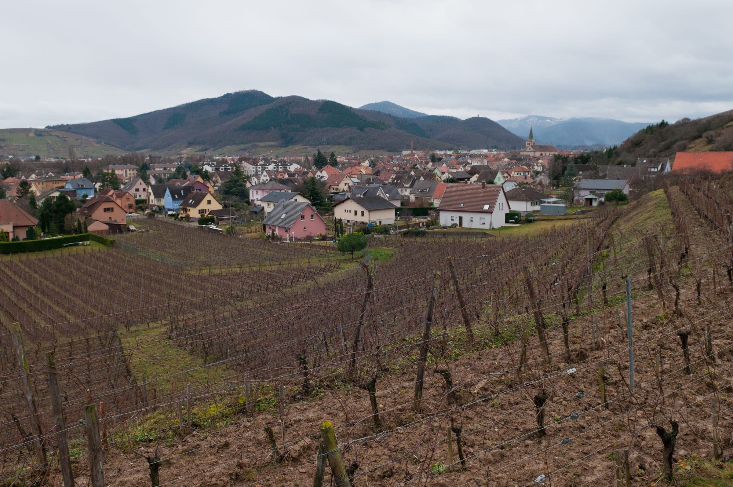Bare vines run down the hillside toward the rooftops of Turckheim under the Vosges in January.